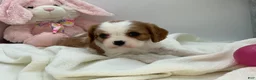 Cavalier King Charles Spaniel dogs for sale: Kate - Ad 3