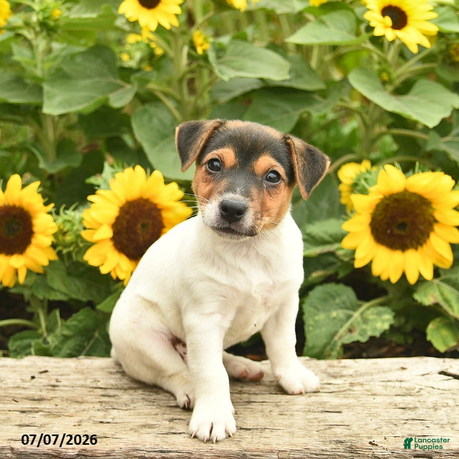 Jack Russell Terrier dogs Daffodil - Ad 2