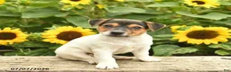 Jack Russell Terrier dogs for sale: Daffodil - Ad 2