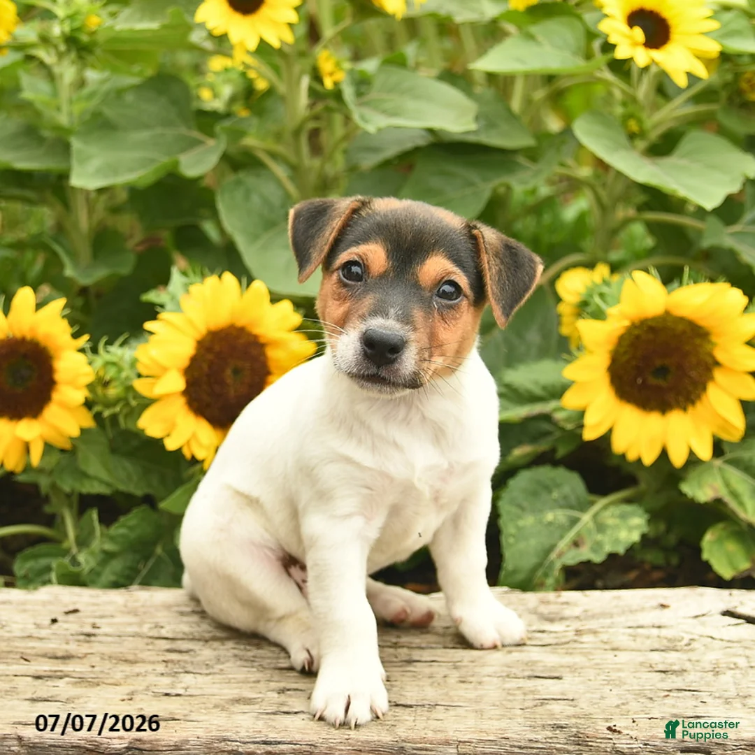 Jack Russell Terrier dogs for sale: Daffodil - Ad 2