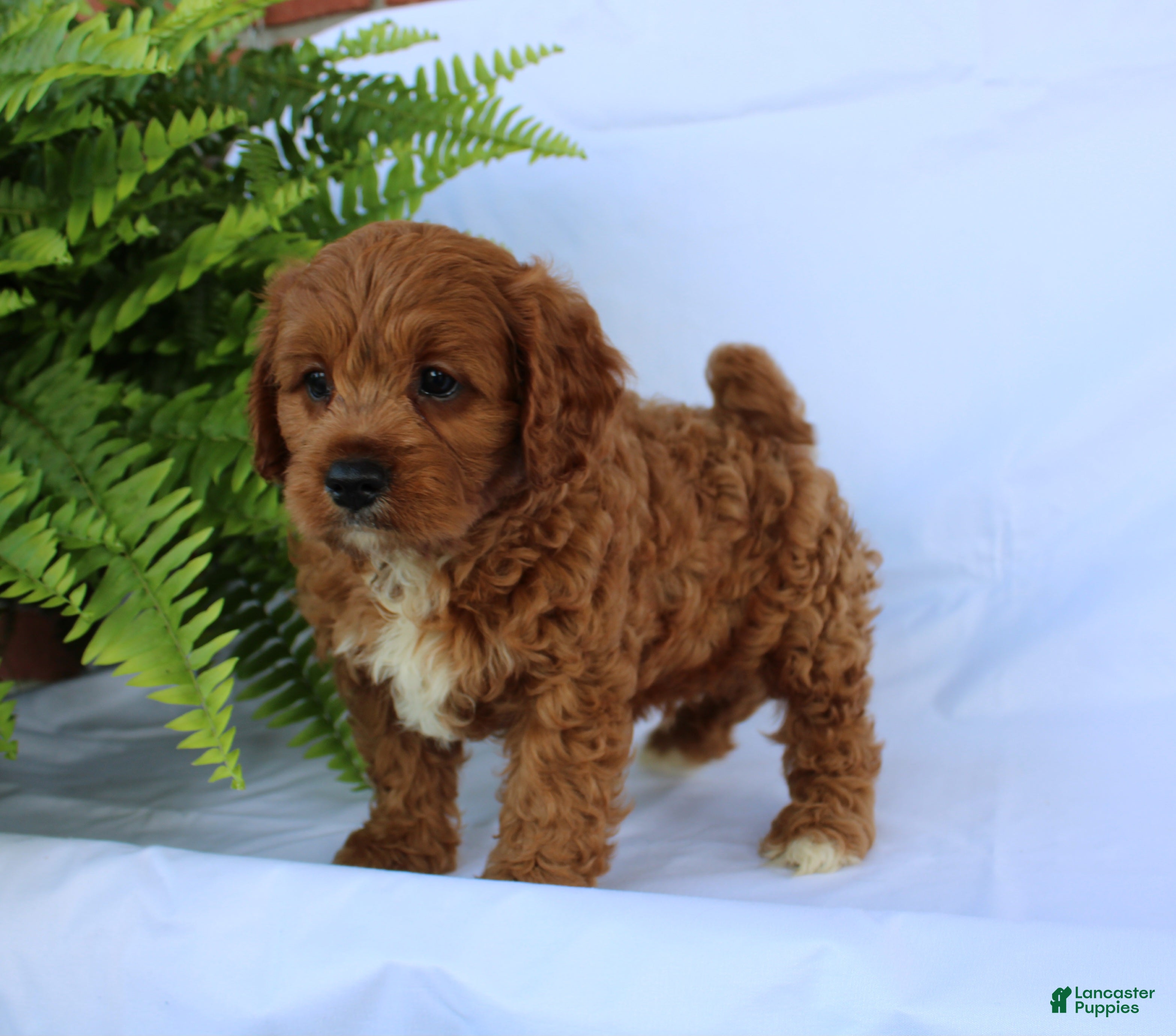 Cavapoo dogs Seth - Ad 2