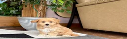 Maltipoo dogs for sale: Jaden  - Ad 4