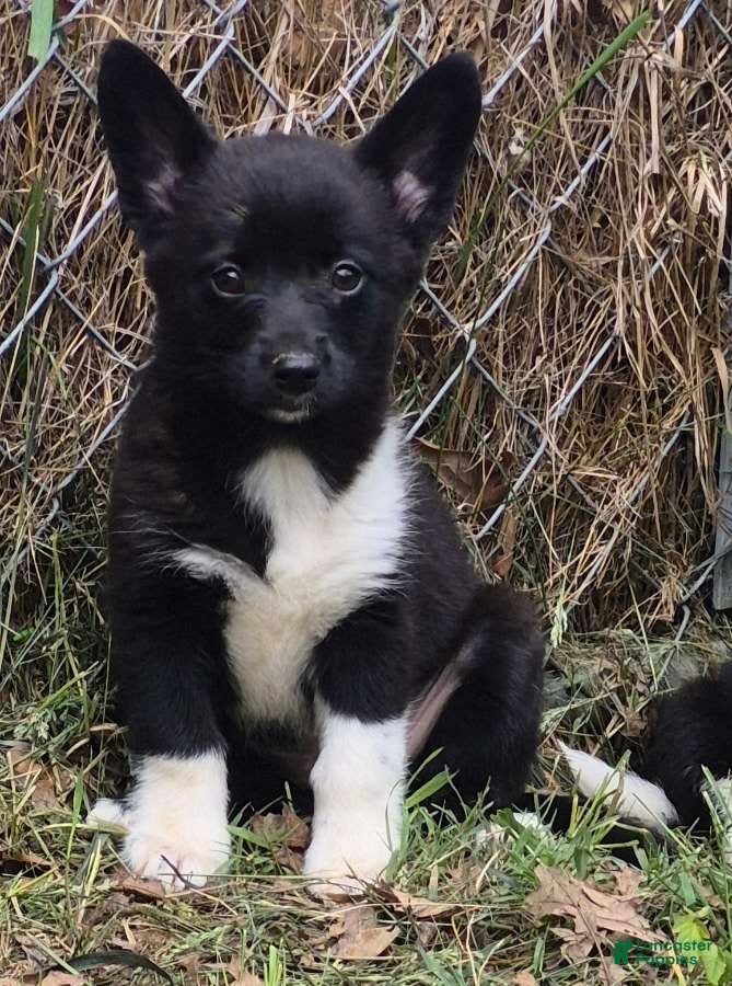 Welsh Corgi Cardigan dogs Bailey  - Ad 1