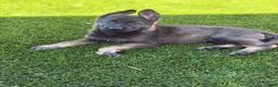 German Shepherd dogs for sale: German Shepherd 1 - Ad 2