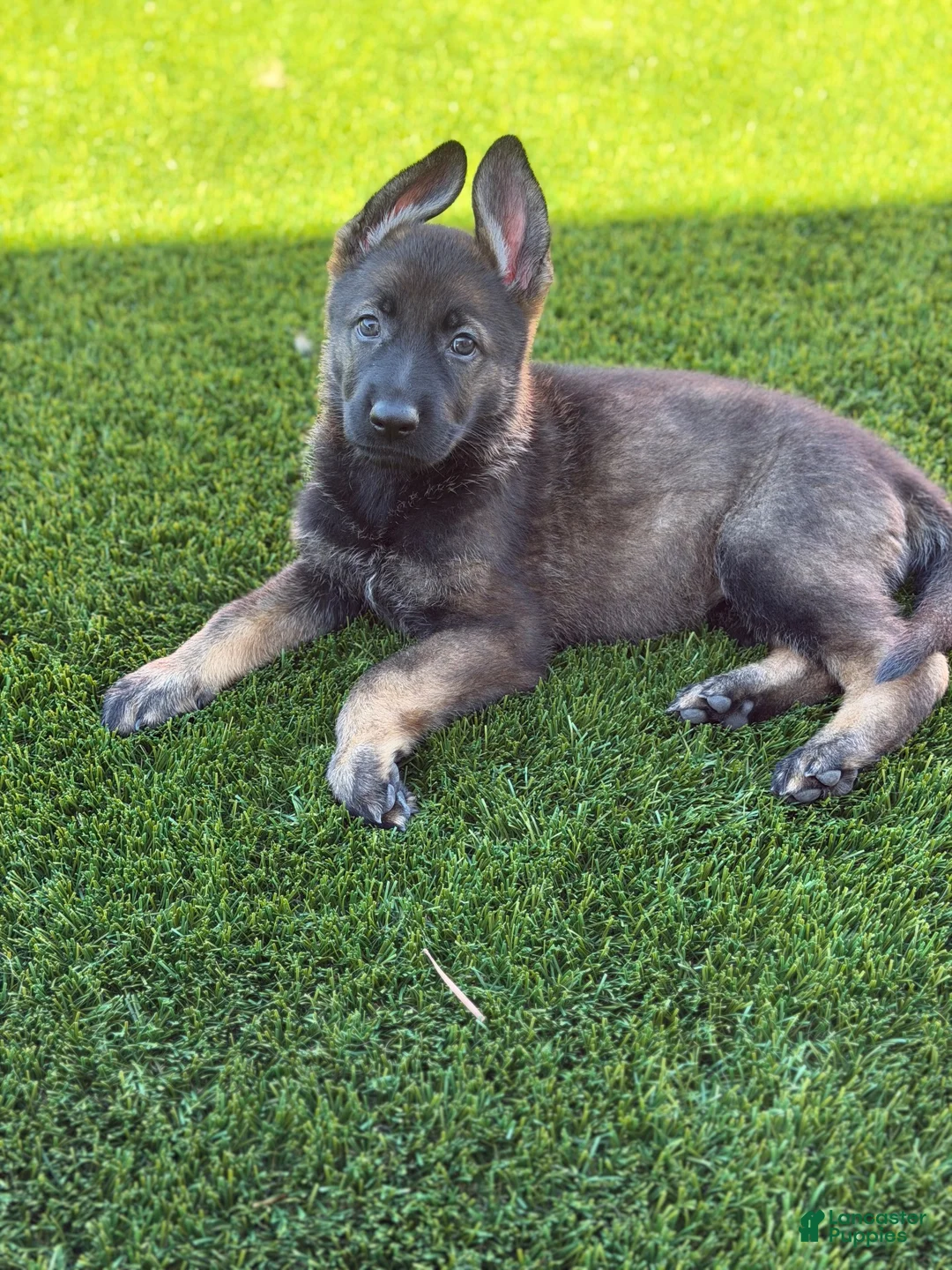 German Shepherd dogs for sale: German Shepherd 1 - Ad 2