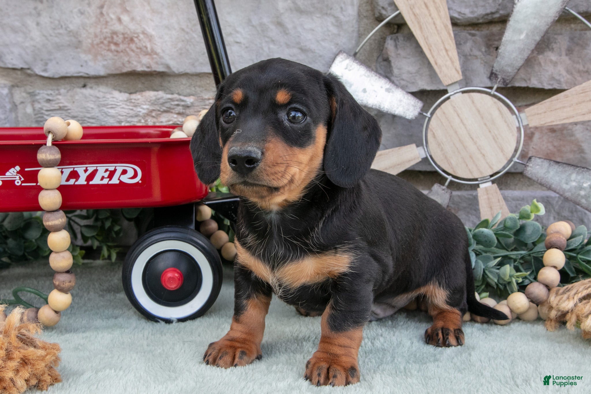 Miniature Dachshund dogs Myles - Ad 1