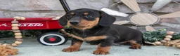 Miniature Dachshund dogs for sale: Myles - Ad 1