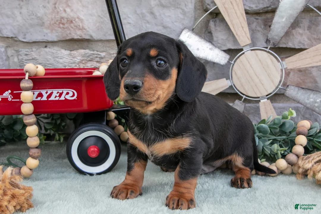 Miniature Dachshund dogs for sale: Myles - Ad 1
