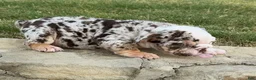 English Bulldog dogs for sale: TRIXX CHOCOLATE - English Bulldog  - Ad 3