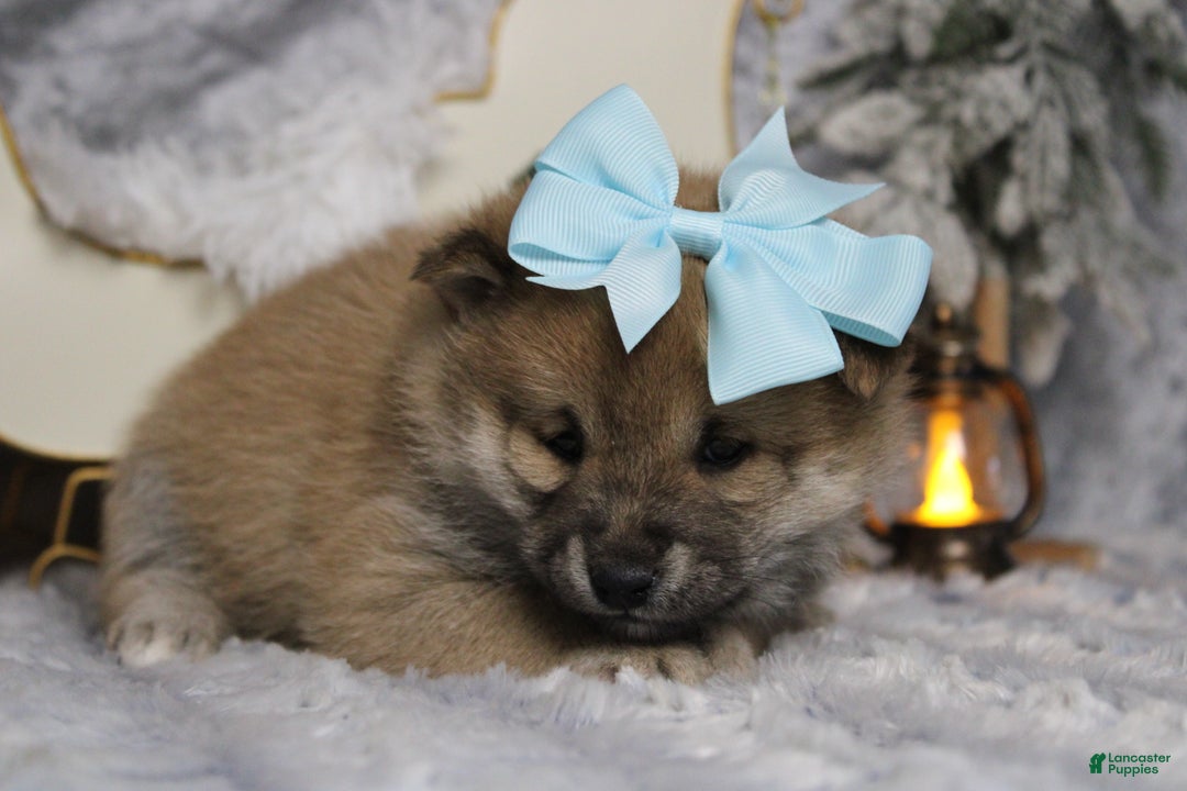 Shiba Inu dogs for sale: Brandy  - Ad 7