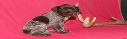 German Shorthaired Pointer dogs for sale: Kendall  - Ad 2