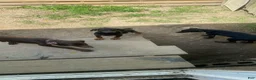 Doberman Pinscher dogs for sale: Doberman Pinscher Puppy 4 - Ad 3