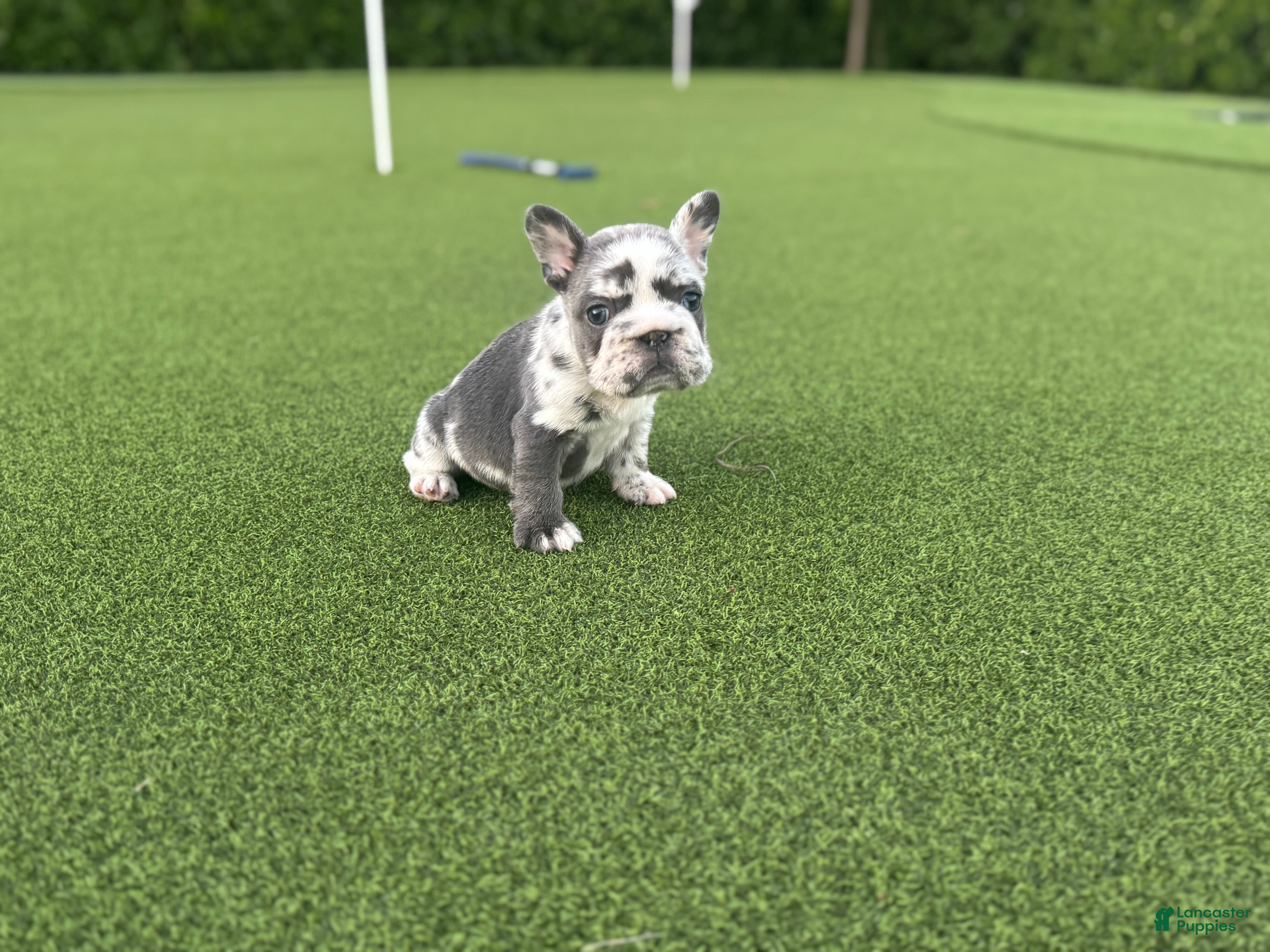 French Bulldog dogs Electra - Ad 1