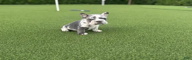 Electra