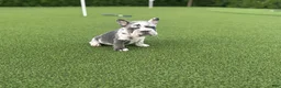 French Bulldog dogs for sale: Electra - Ad 1