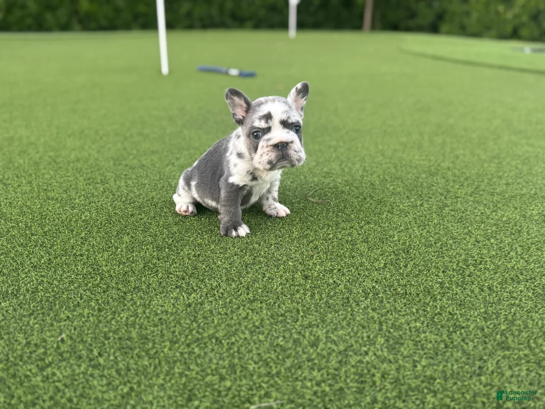French Bulldog dogs for sale: Electra - Ad 1