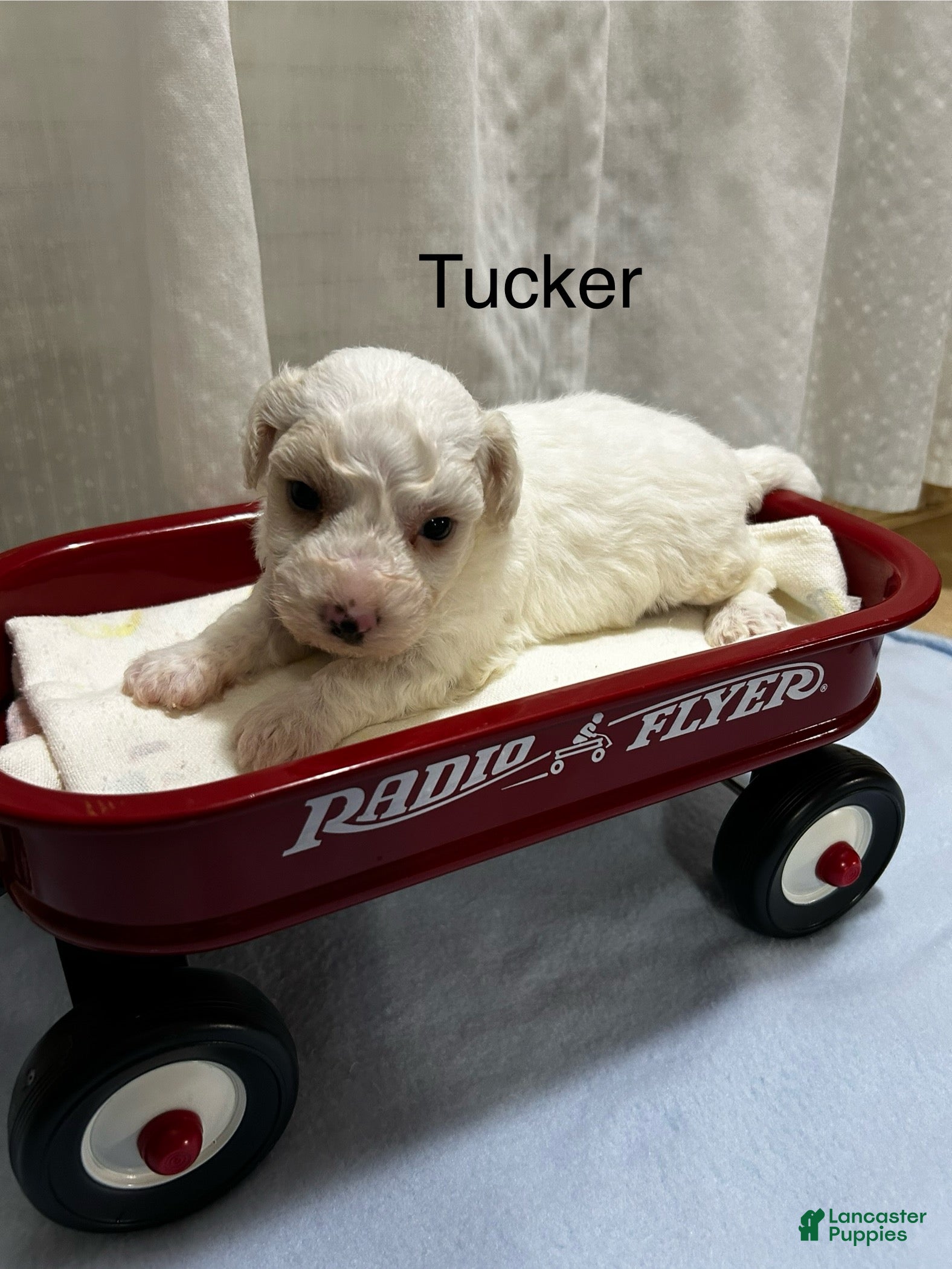 Bichon Frise dogs Bichon Frise 1 Tucker - Ad 25