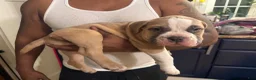 American Bully dogs for sale: Brutis  - Ad 4