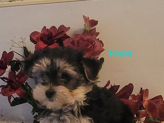Morkie dogs Violet - Ad 30
