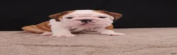 English Bulldog dogs for sale: Bruno - Ad 22