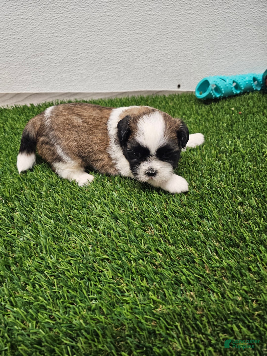 Shih Tzu dogs for sale: Gordon Ckc - Ad 16