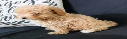 Maltipoo dogs for sale: Max - Ad 3