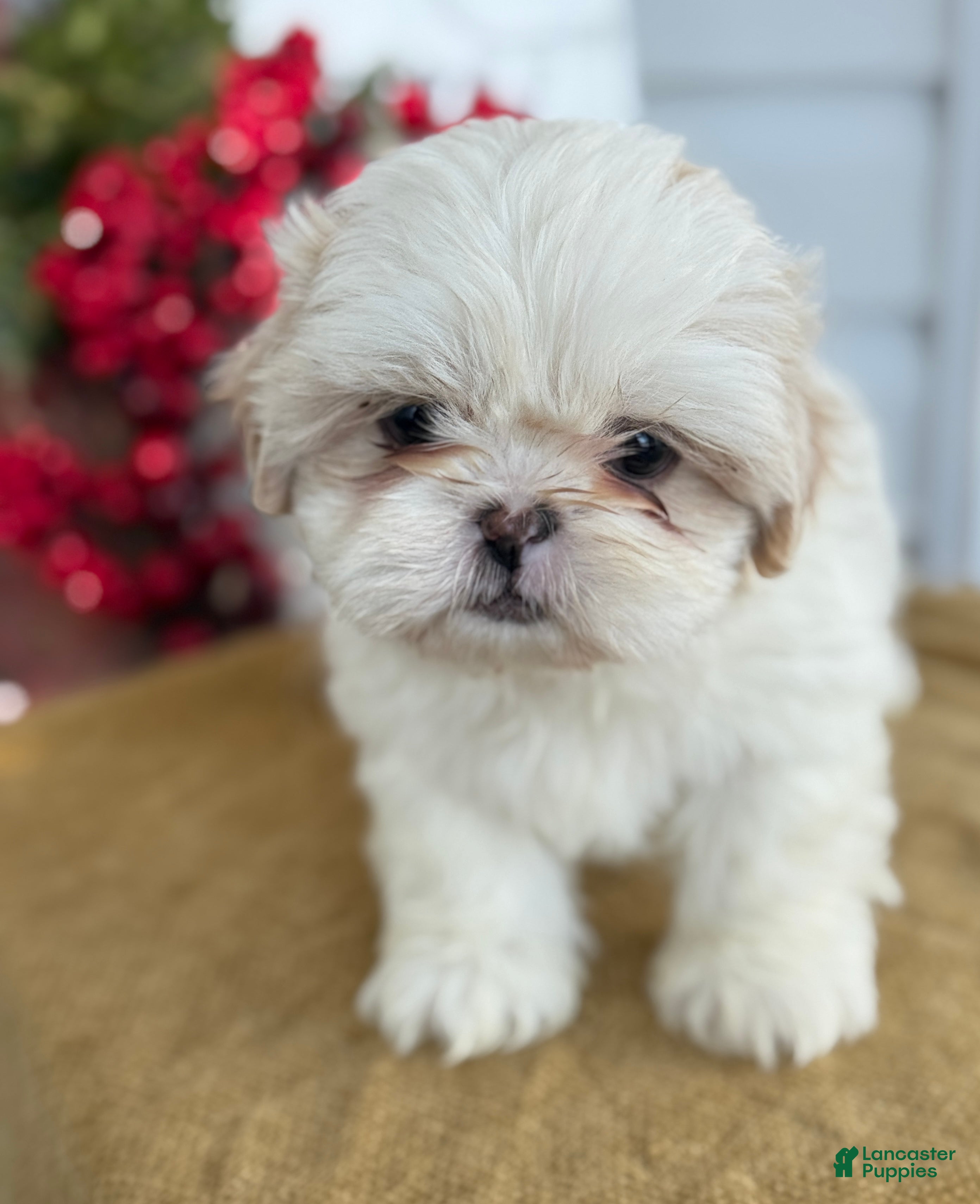 Shih Tzu dogs Pearl - Ad 6