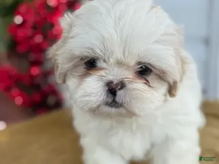 Shih Tzu dogs Pearl - Ad 40