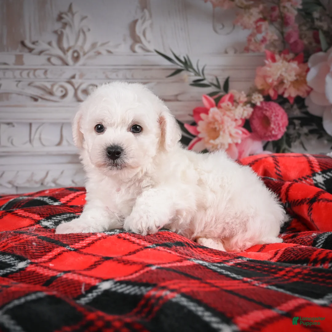 Bichon Frise dogs for sale: AKC-Rolo - Ad 10