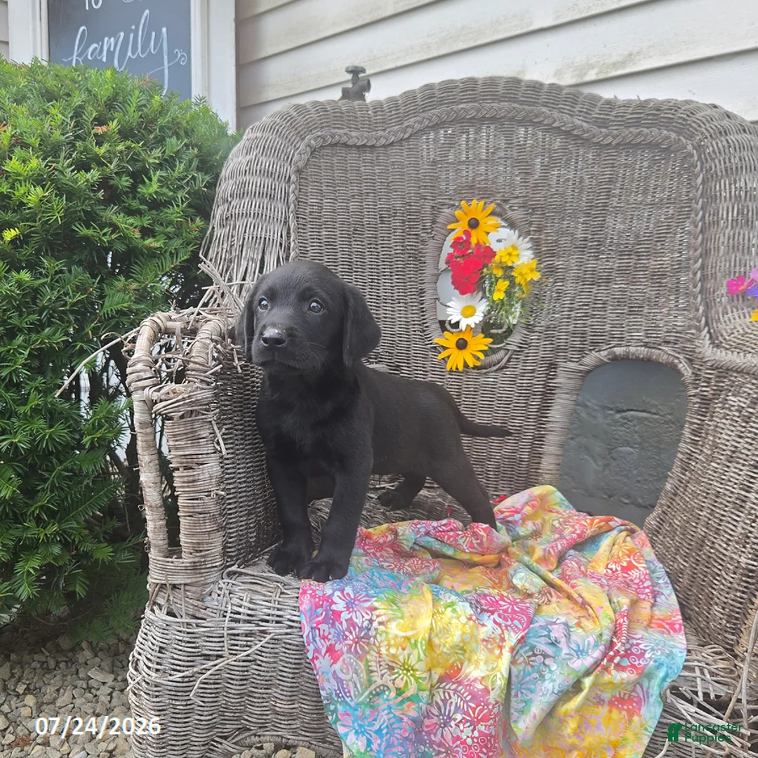Labrador Retriever dogs for sale: Kyle - Ad 1