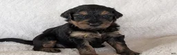 Mixed Breed dogs for sale: Winnie  - Ad 14