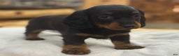 Miniature Dachshund dogs for sale: Pixie - Ad 8