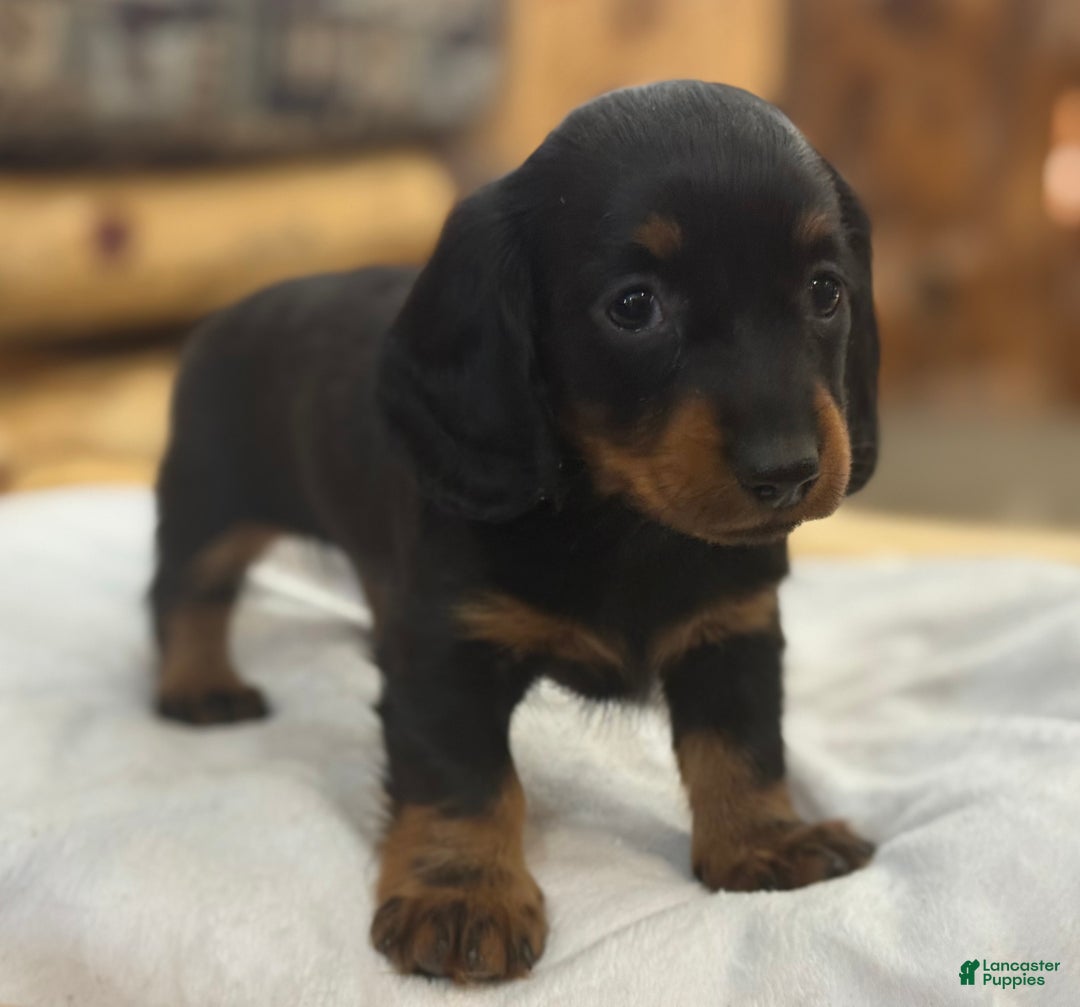 Miniature Dachshund dogs for sale: Pixie - Ad 8