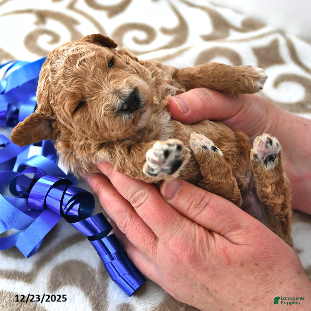 Mini Goldendoodle dogs for sale: Oscar - Ad 9