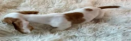 Miniature Dachshund dogs for sale: Miniature Dachshund 2 - Ad 4