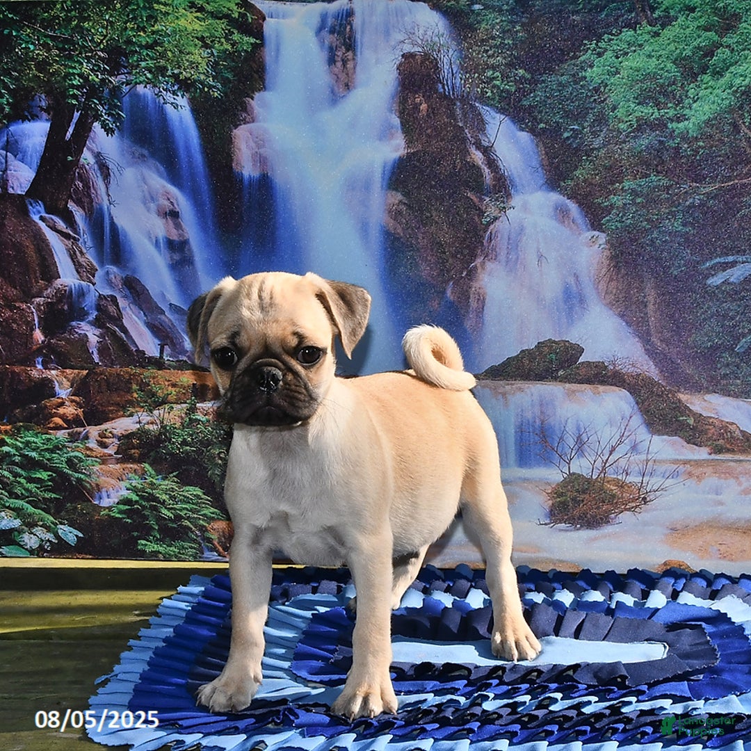 Pug dogs for sale: Sparky - Ad 24