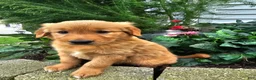 Golden Retriever dogs for sale: Kara - Ad 3