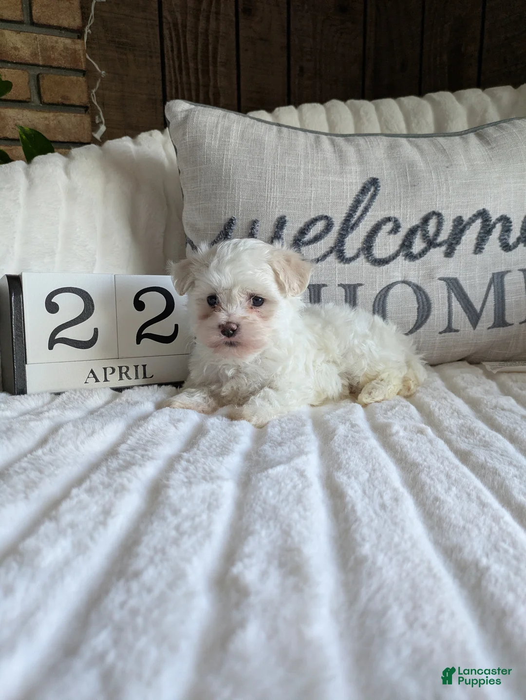 Maltese dogs for sale: Texas  - Ad 2