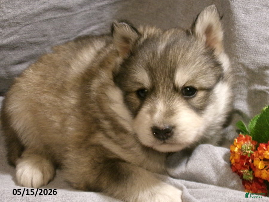 Pomsky dogs Alex - Ad 2
