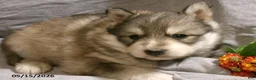 Pomsky dogs for sale: Alex - Ad 2