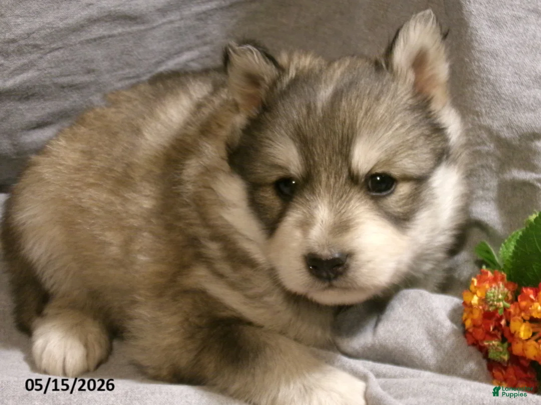 Pomsky dogs for sale: Alex - Ad 2