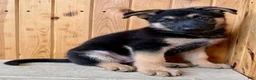 German Shepherd dogs for sale: Percy - Ad 7