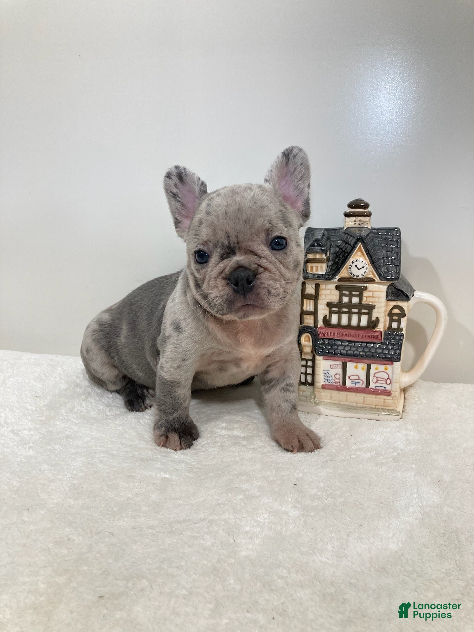 French Bulldog dogs Violet French Bulldog  - Ad 2