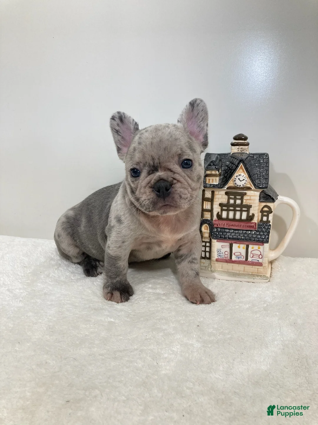 French Bulldog dogs for sale: Violet French Bulldog  - Ad 2