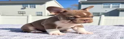 French Bulldog dogs for sale: Rollie - Ad 2