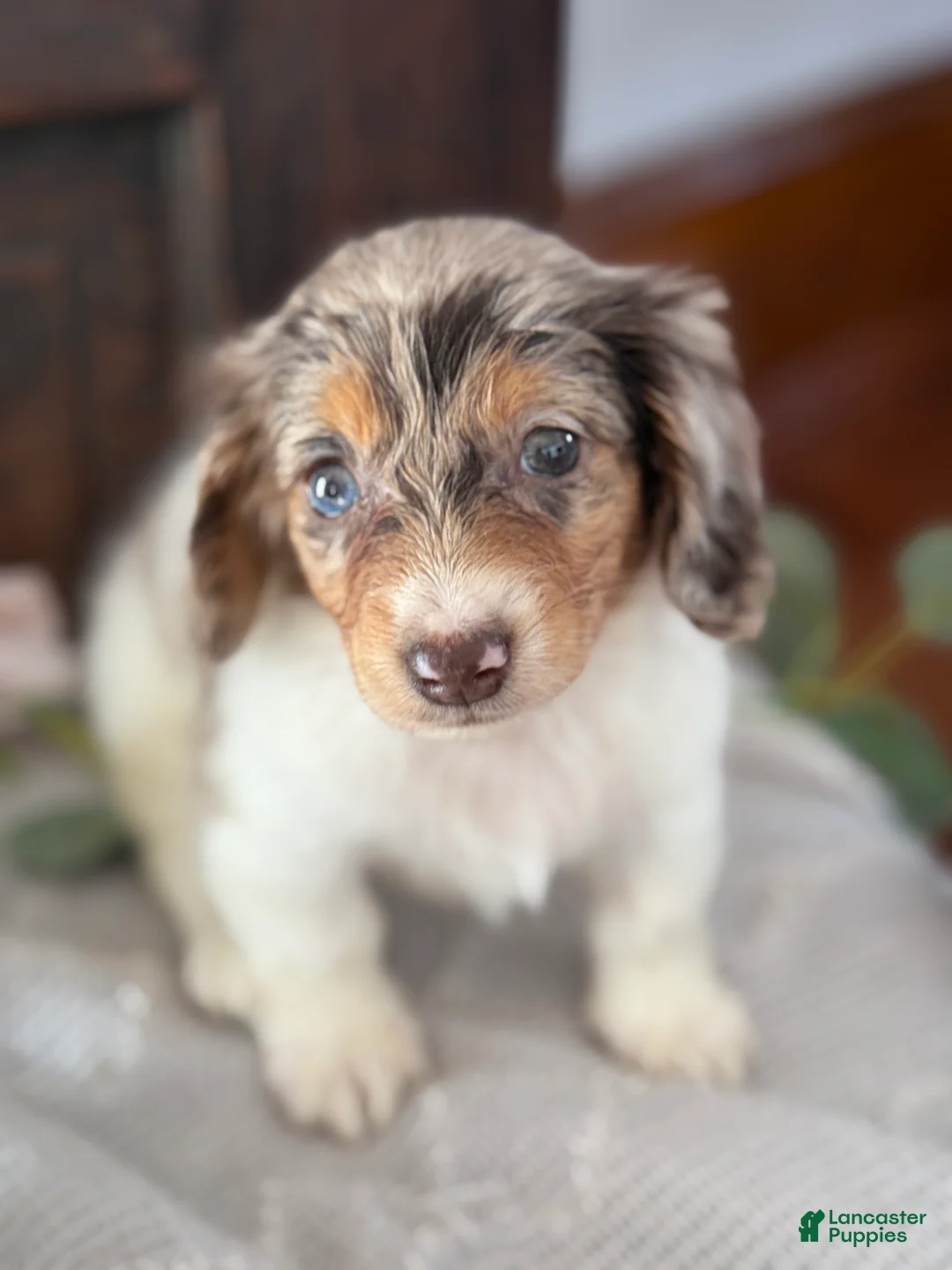 Miniature Dachshund dogs for sale: Mable - Ad 8