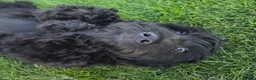 Goldendoodle dogs for sale: Jet - Ad 2