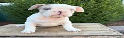 French Bulldog dogs for sale: Dina  - Ad 6