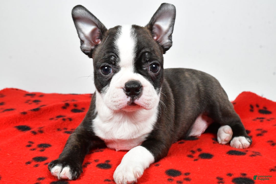 Boston Terrier dogs for sale: Rocky  - Ad 1