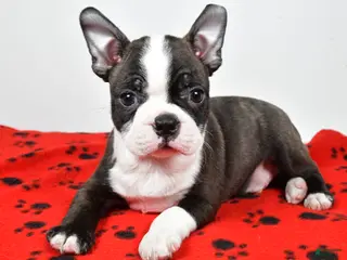 Boston Terrier dogs Rocky - Ad 21